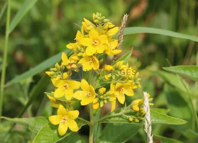 The radiant Yellow Loosestrife in the summer sun