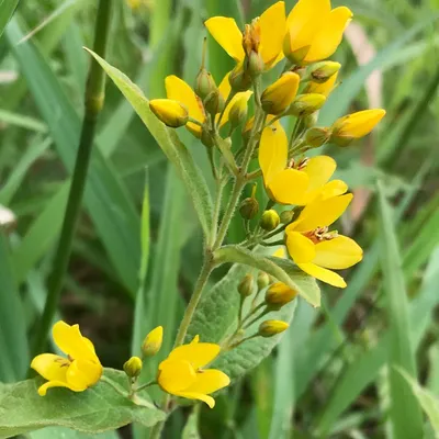 The Yellow Loosestrife flower that brightens up any garden