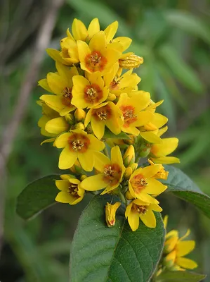 A stunning Flower picture of Yellow Loosestrife