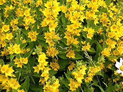 The Yellow Loosestrife that adds a pop of color to any landscape
