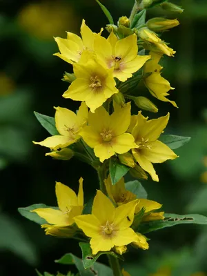 A gorgeous Image of Yellow Loosestrife in the morning light