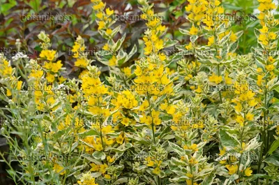 The cheerful Yellow Loosestrife that brings joy to any garden