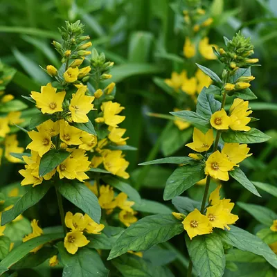 The captivating Yellow Loosestrife Flower in full bloom