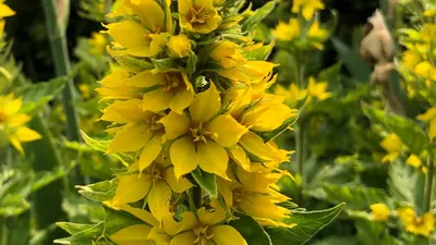 The Yellow Loosestrife that symbolizes love and friendship