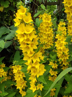 A mesmerizing Image of the Yellow Loosestrife in the evening light