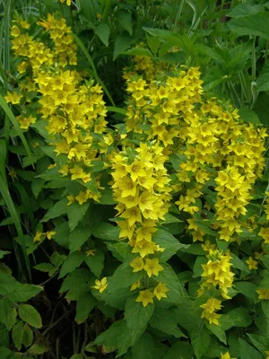 The Yellow Loosestrife that thrives in wetlands and marshes