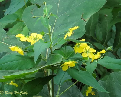 A close-up of the delicate Yellow Loosestrife flower