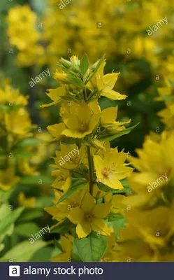 A captivating Photo of the Yellow Loosestrife in full bloom