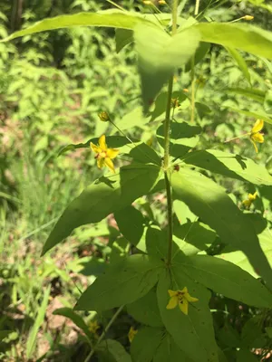 The Yellow Loosestrife that attracts pollinators to the garden