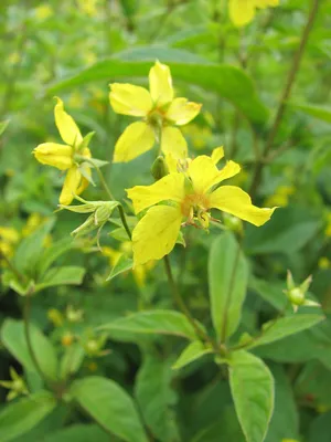 A beautiful Image of Yellow Loosestrife with a blurred background