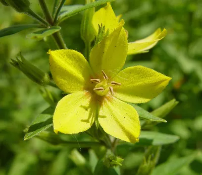The Yellow Loosestrife that adds a touch of sunshine to any garden