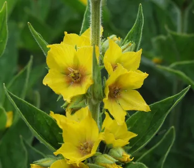 A stunning picture of the Yellow Loosestrife that captures its essence