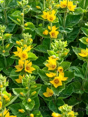 The Yellow Loosestrife that stands out among other flowers in the garden