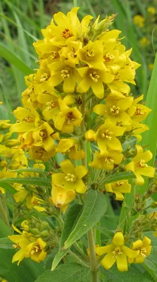 Captivating Close-up of Yellow Loosestrife Flowers