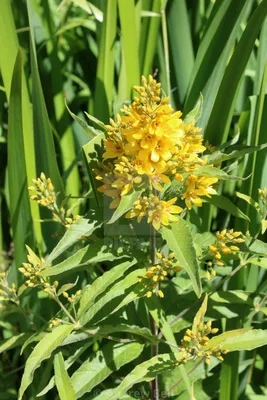 Gorgeous Photo of Yellow Loosestrife in a Wildflower Meadow