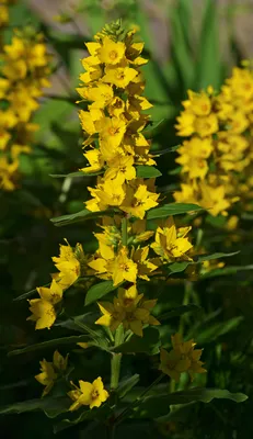 Vibrant Yellow Loosestrife Blossoms in a Serene Garden