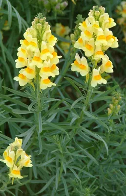 Captivating Yellow Toadflax: A Flower That Brightens Up Your Day