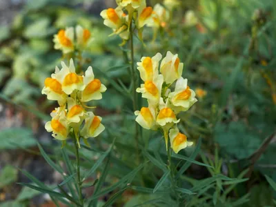 A Close-Up of Yellow Toadflax: A Blossom that Captivates the Eye