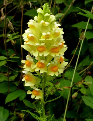 A Beautiful Image of Yellow Toadflax: A Flower that Stands Out from the Rest