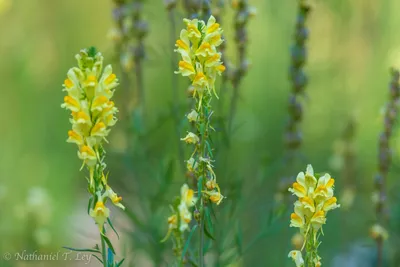 A Vibrant Photo of Yellow Toadflax: A Blossom that Brings Joy to Any Garden