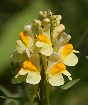 Yellow Toadflax in Full Bloom: A Picture of Nature's Beauty