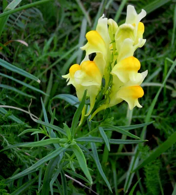 Gorgeous Yellow Toadflax Photo: A Must-See for Flower Enthusiasts