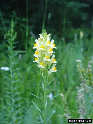 A Magnificent Image of Yellow Toadflax: A Flower that Takes Your Breath Away