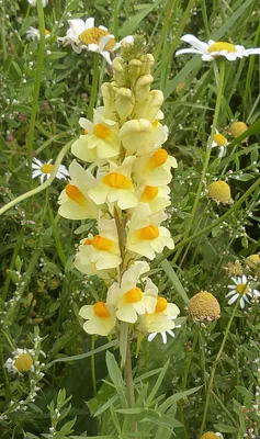 Yellow Toadflax in All Its Glory: A Picture of Nature's Artistry