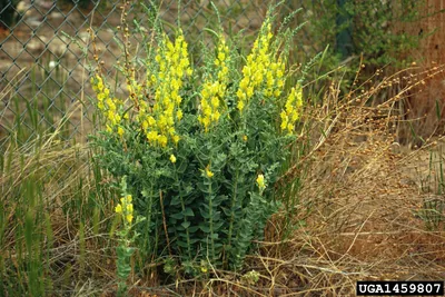 A Gorgeous Image of Yellow Toadflax: A Blossom that Inspires Awe