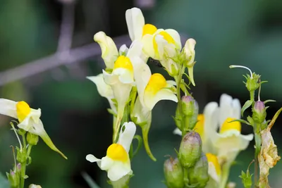 A Beautiful Photo of Yellow Toadflax: A Blossom that Brings a Smile to Your Face