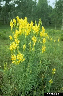 Yellow Toadflax: A Magnificent Flower in a Stunning Image