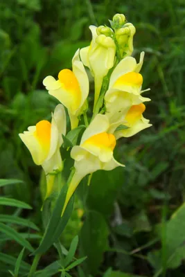 A Captivating Photo of Yellow Toadflax: A Blossom that Steals the Show