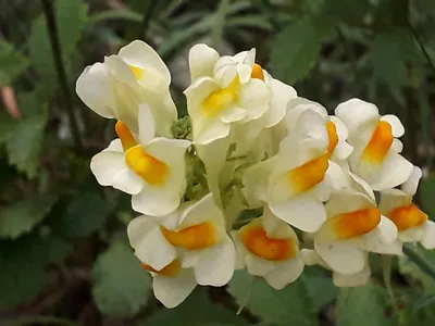 Yellow Toadflax: A Picture of Nature's Perfection