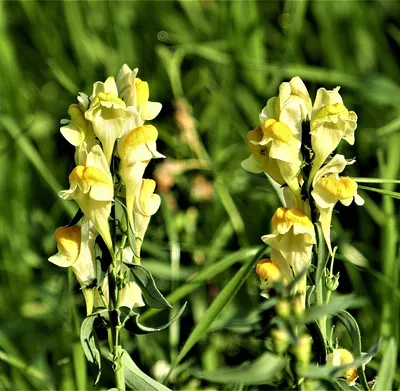 A Breathtaking Image of Yellow Toadflax: A Blossom that Mesmerizes