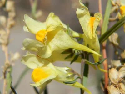 Yellow Toadflax: A Flower That Shines in This Stunning Photo