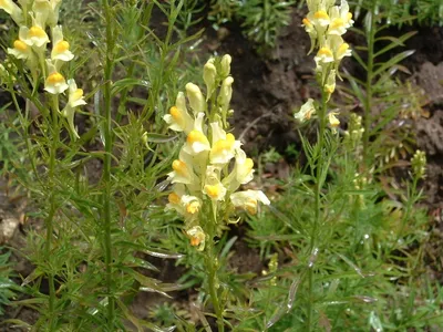 A Mesmerizing Picture of Yellow Toadflax: A Blossom that Captivates