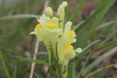 Mesmerizing Image of Yellow Toadflax: A Flower That Demands Attention