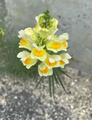 Yellow Toadflax: A Flower That Demands to Be Noticed in This Photo