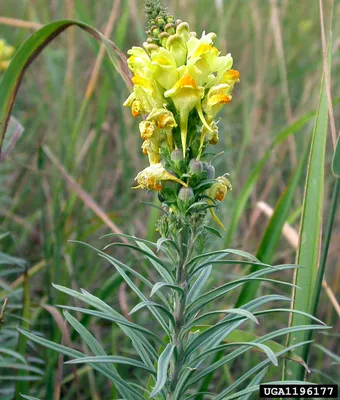 A Gorgeous Shot of Yellow Toadflax: A Blossom that Radiates Beauty