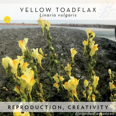 Yellow Toadflax: A Stunning Flower in This Magnificent Image