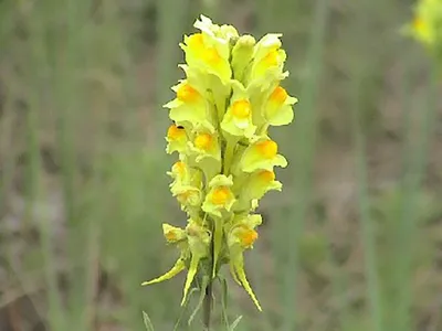 A Picture Perfect Photo of Yellow Toadflax: A Blossom that Stuns