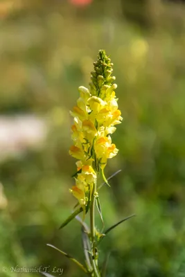 Yellow Toadflax: A Flower that Inspires Awe in This Stunning Image