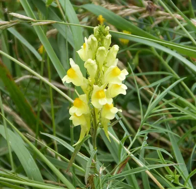 A Vibrant Image of Yellow Toadflax: A Blossom that Brightens Up Your Day