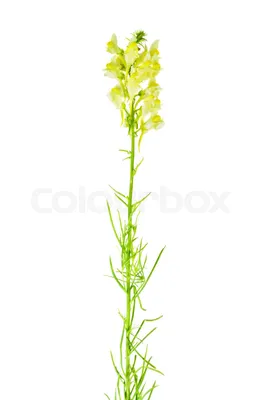 Discover the Beauty of Yellow Toadflax in this Flower Photo