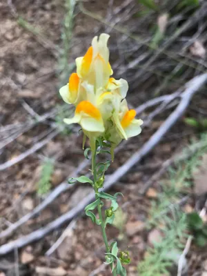 See the Vibrant Colors of Yellow Toadflax in this Image