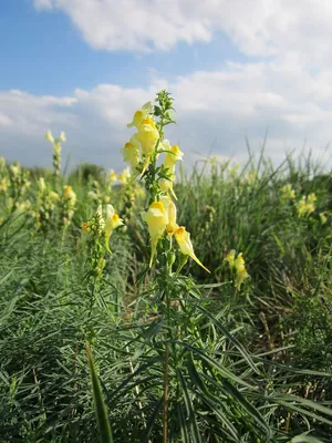 The Perfect Picture of Yellow Toadflax for Flower Lovers
