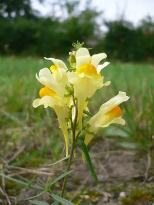 How to Identify Yellow Toadflax in this Stunning Photo
