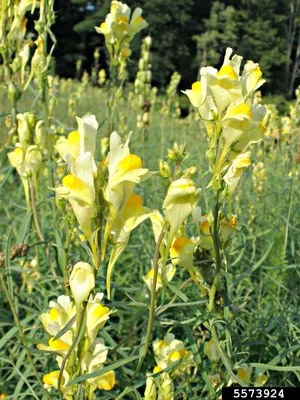 The Most Gorgeous Photo of Yellow Toadflax You'll Ever See