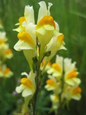 A Captivating Image of Yellow Toadflax in Full Bloom