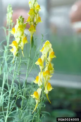 The Most Amazing Photo of Yellow Toadflax You've Seen Yet